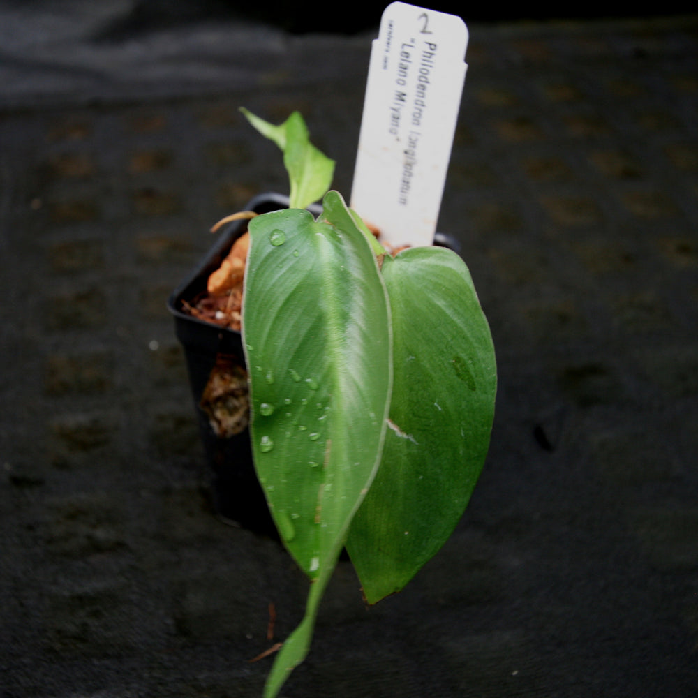 
                      
                        Philodendron longilobatum Lelano Miyano - Exact Plant
                      
                    