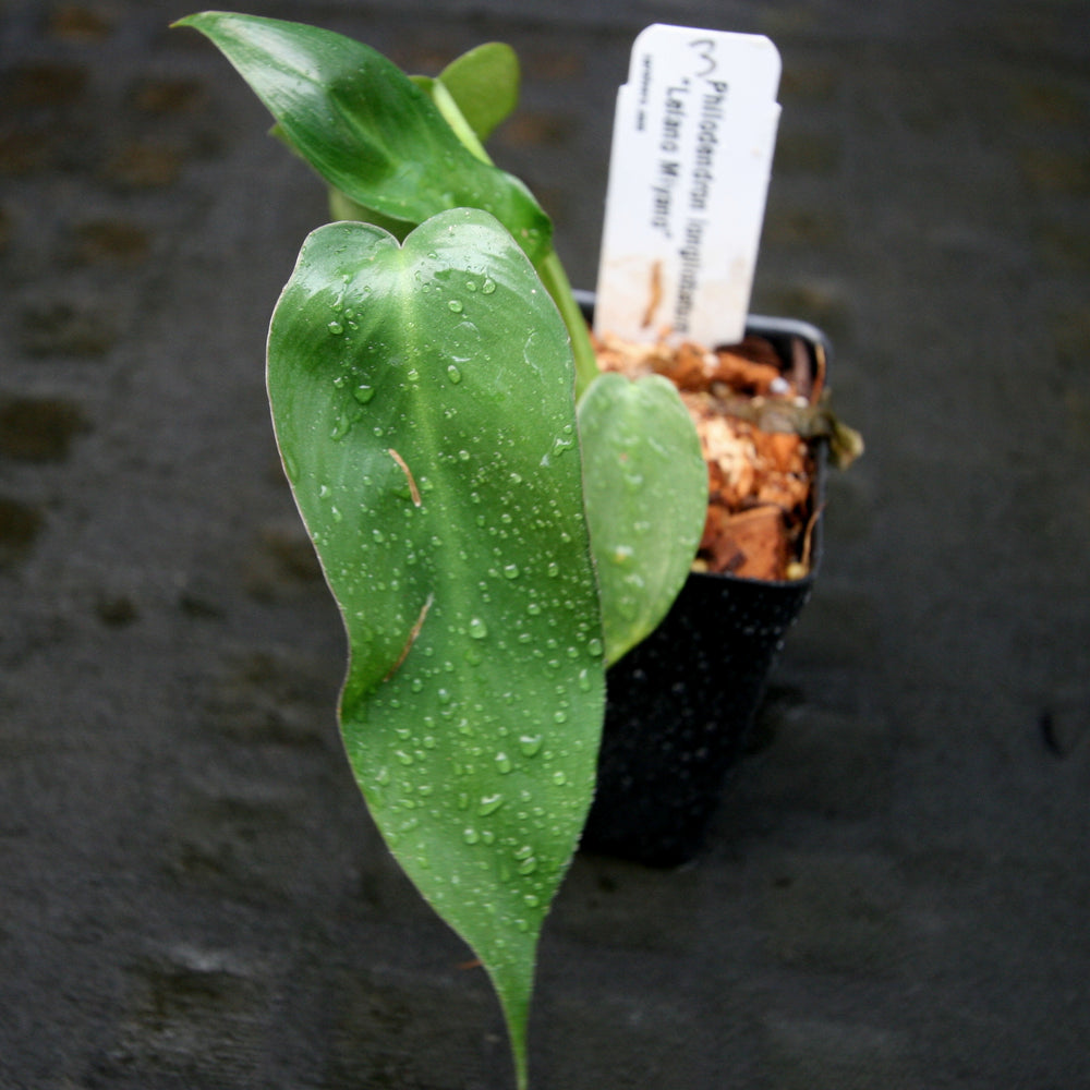 
                      
                        Philodendron longilobatum Lelano Miyano - Exact Plant
                      
                    