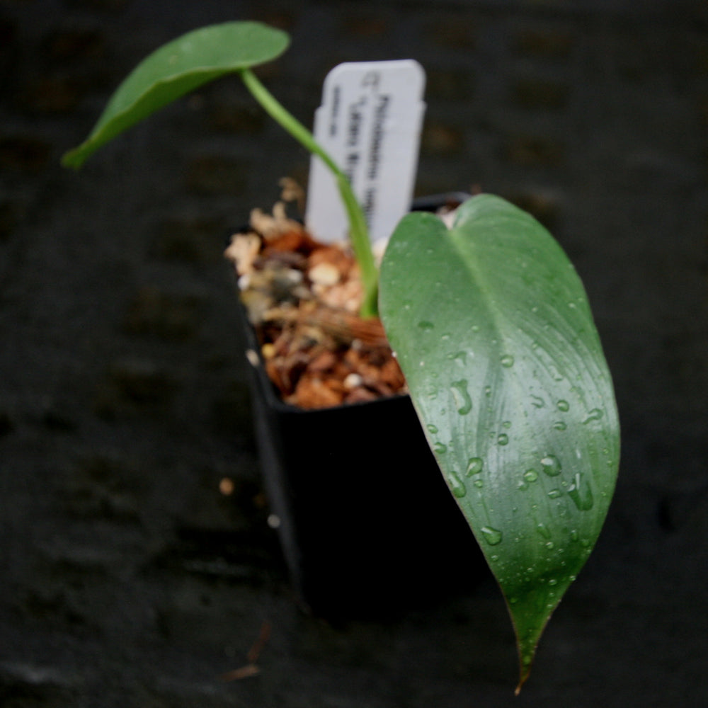 
                      
                        Philodendron longilobatum Lelano Miyano - Exact Plant
                      
                    