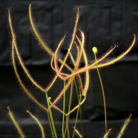 Drosera binata forked sundew with many curved leaf stalks covered in tiny red tentacles against a dark background.