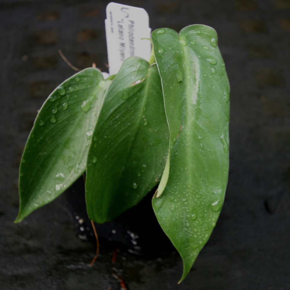 
                      
                        Philodendron longilobatum Lelano Miyano - Exact Plant
                      
                    