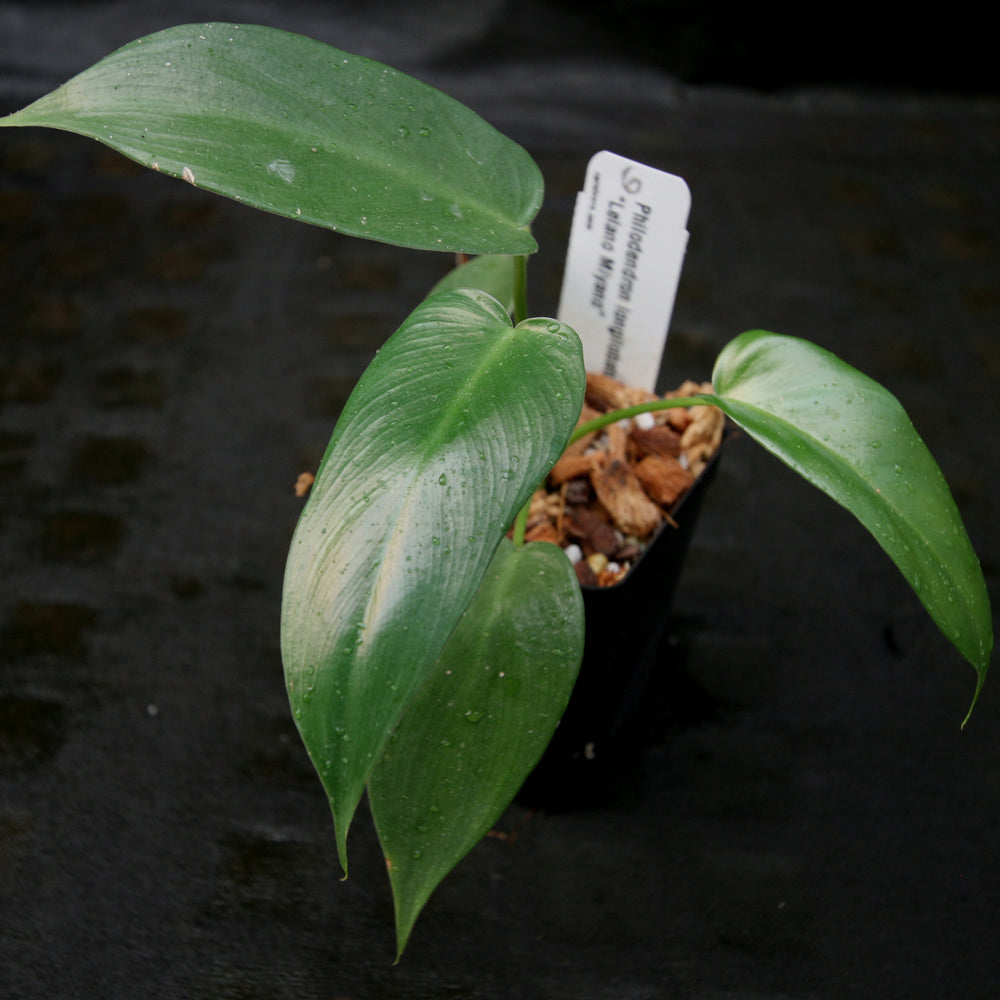 
                      
                        Philodendron longilobatum Lelano Miyano - Exact Plant
                      
                    