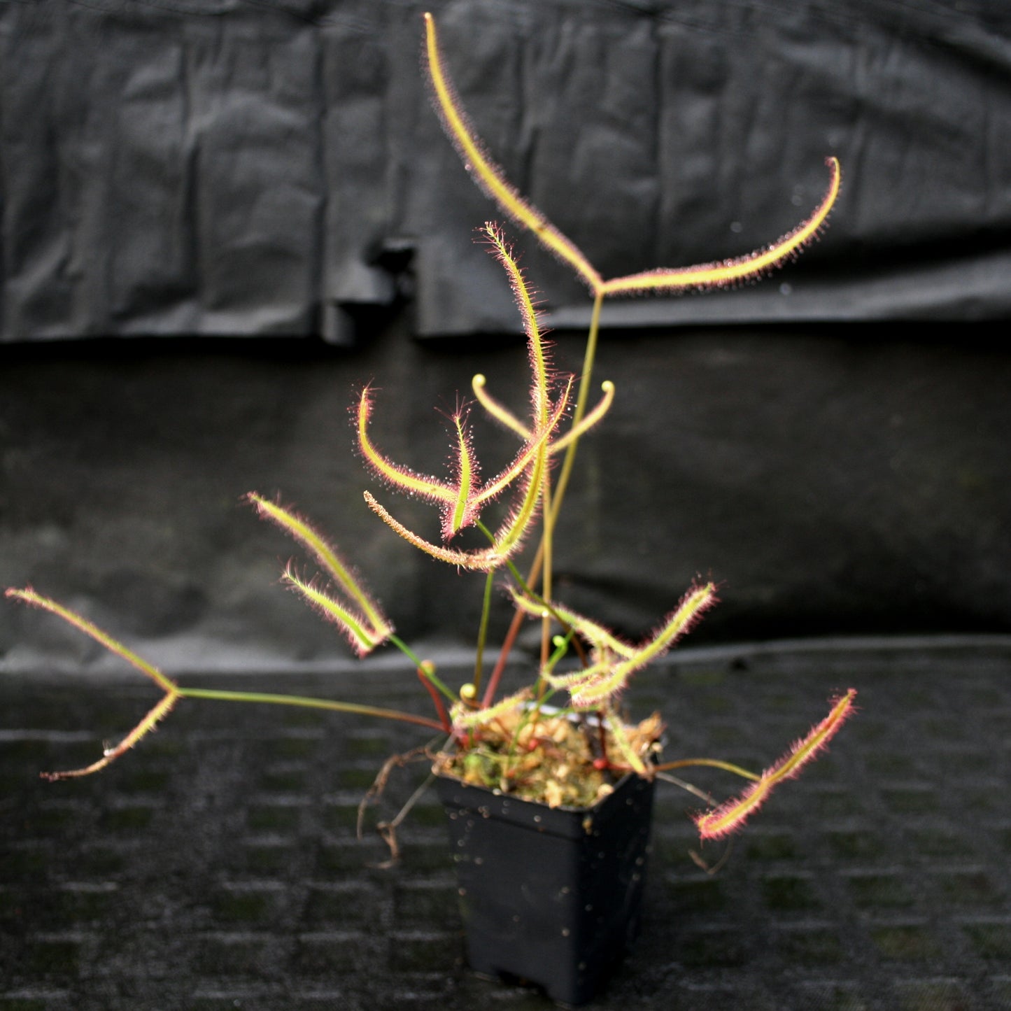 Drosera binata, Forked Sundew