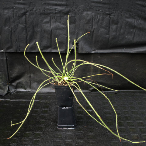 Drosera filiformis with slender threadlike leaves radiating from a central crown in a small pot