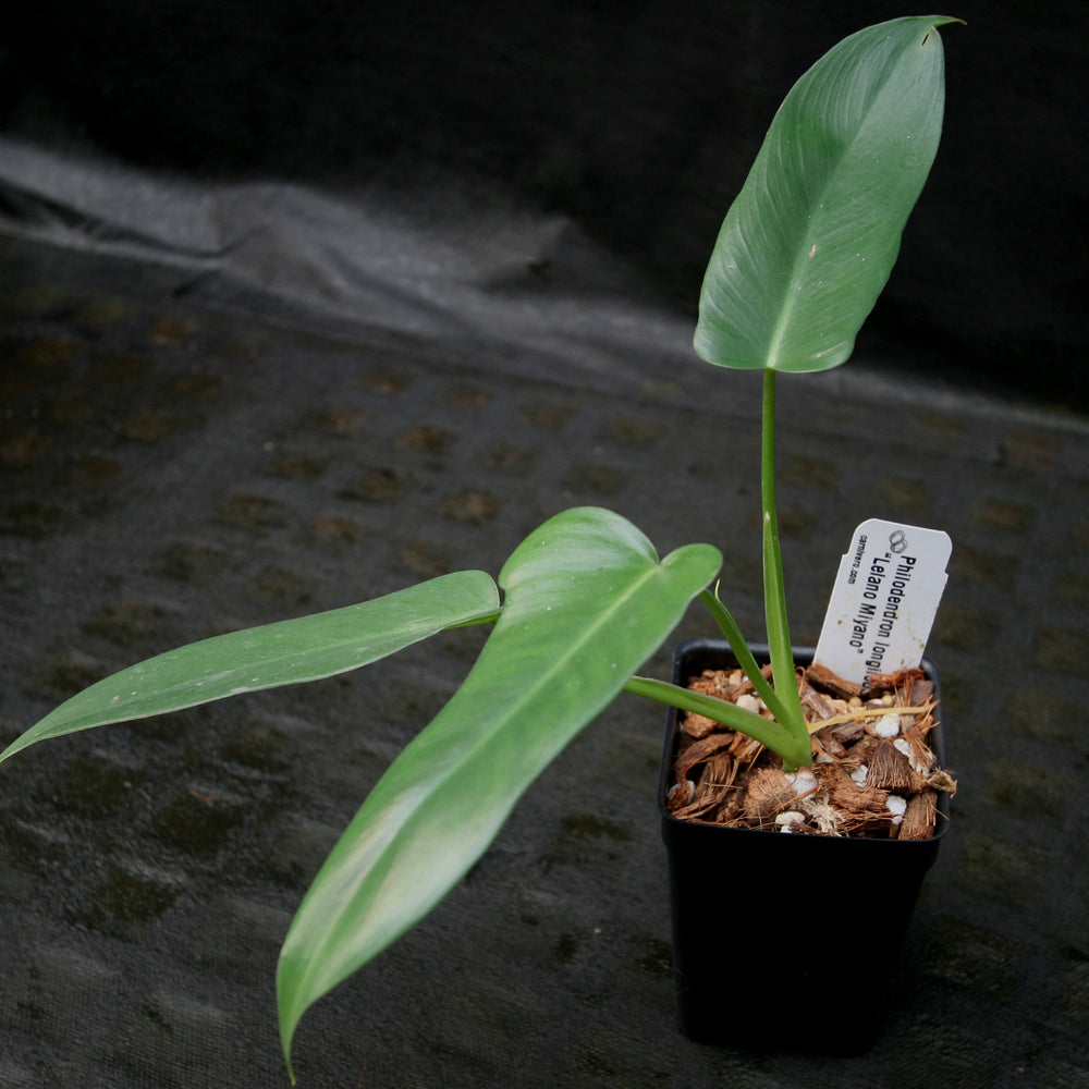 
                      
                        Philodendron longilobatum Lelano Miyano - Exact Plant
                      
                    