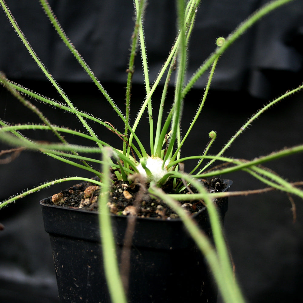 Drosera filiformis 'Giant'