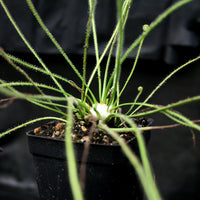 Drosera filiformis 'Giant'
