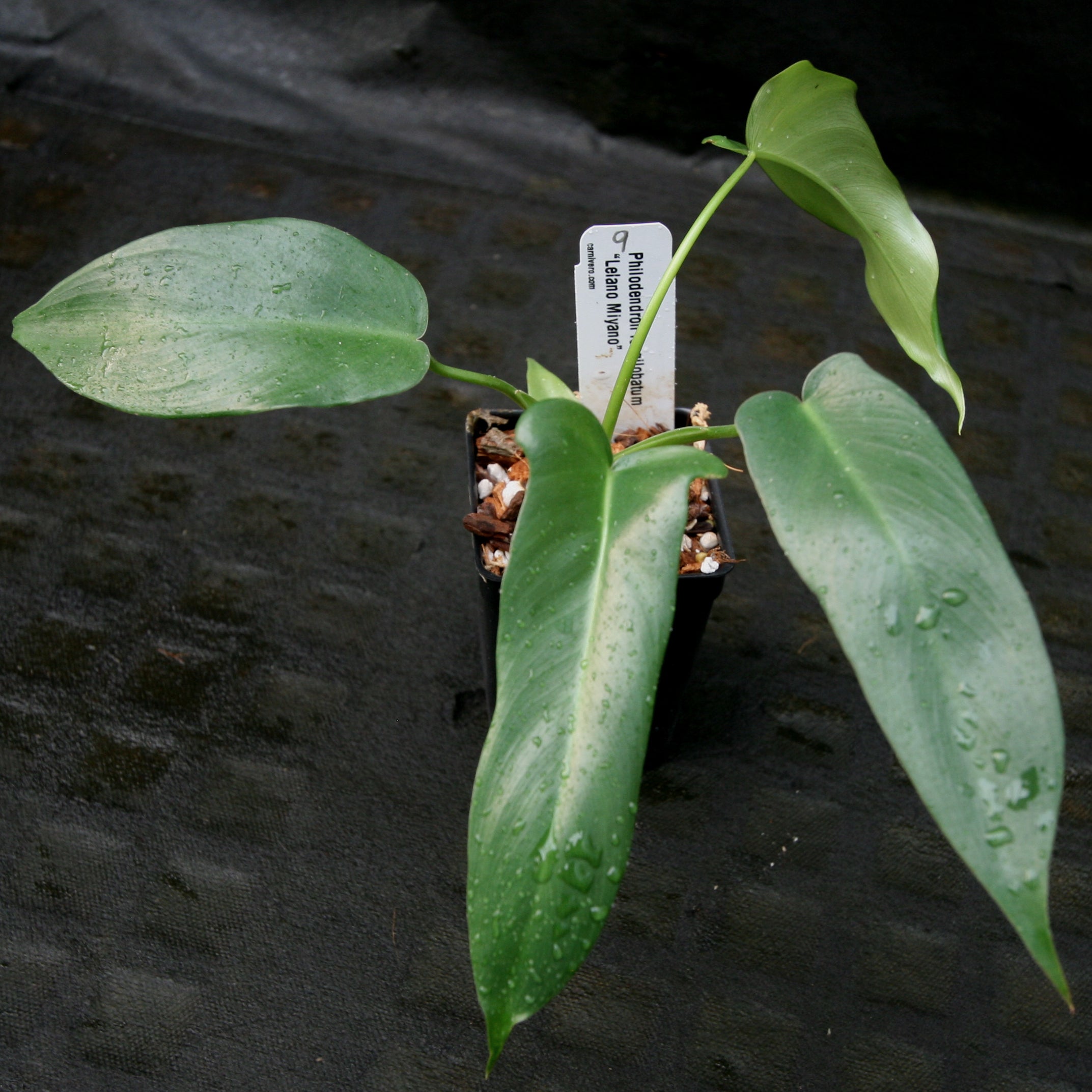 Philodendron longilobatum Lelano Miyano - Exact Plant – Carnivero