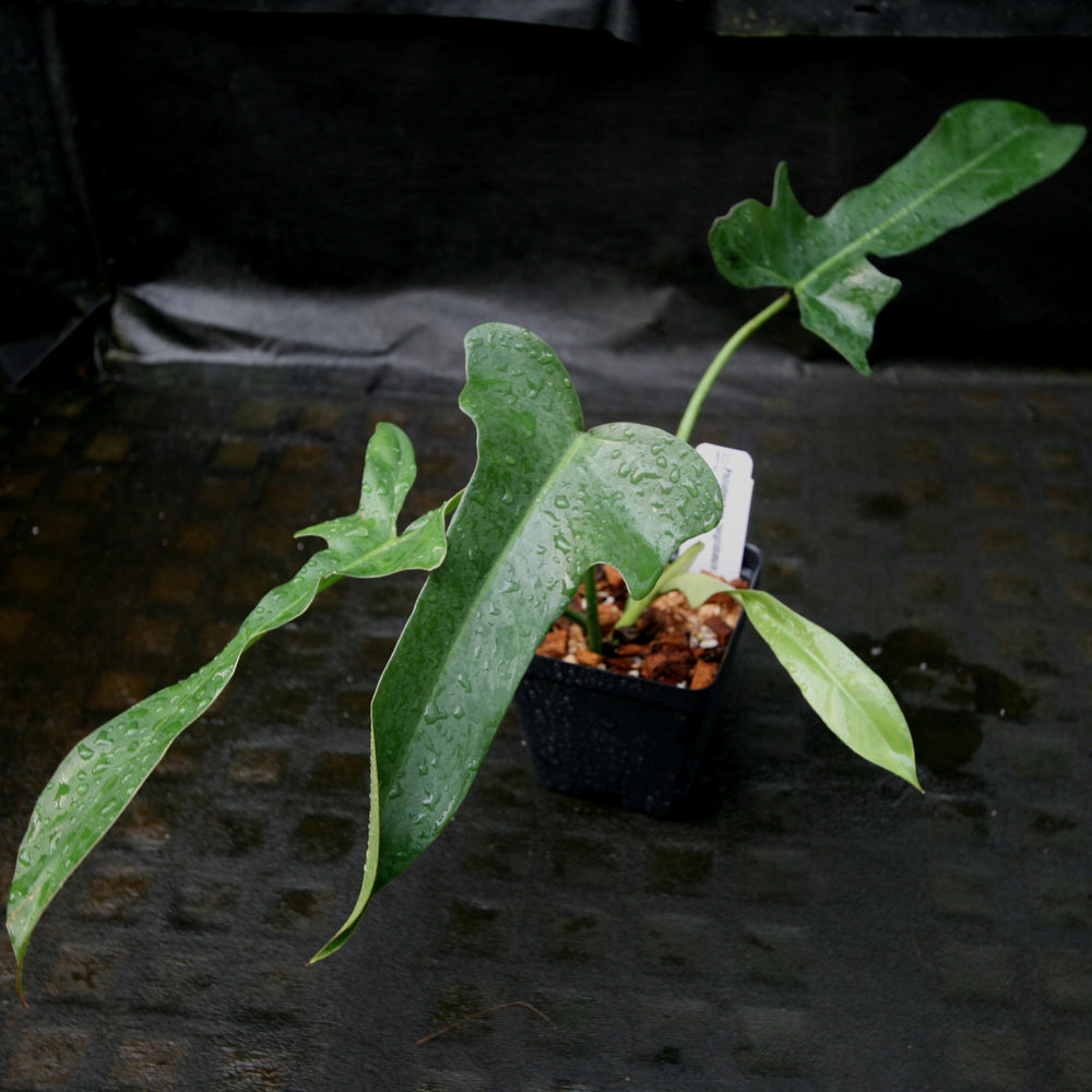 
                      
                        Philodendron longilobatum Lelano Miyano - Exact Plant
                      
                    