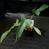 Philodendron longilobatum Lelano Miyano