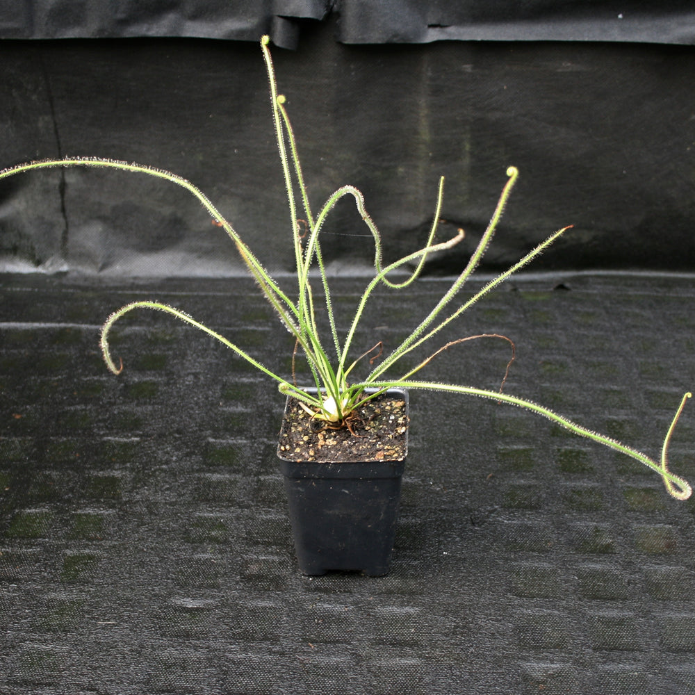 
                      
                        Drosera filiformis 'Giant'
                      
                    