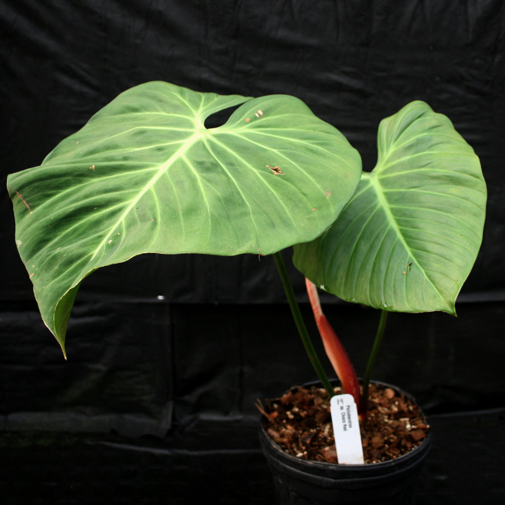 
                      
                        Philodendron rubrijuvenile (sp. El Choco Red)
                      
                    