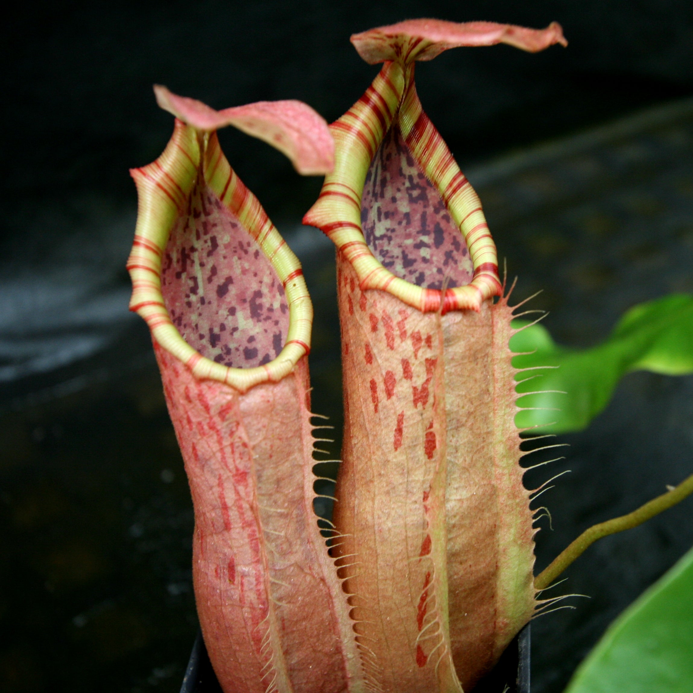 Nepenthes northiana Red x veitchii Bareo – Carnivero