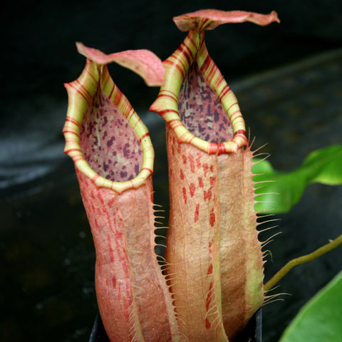 Nepenthes northiana Red x veitchii Bareo with tall striped pitchers in pink and yellow tones
