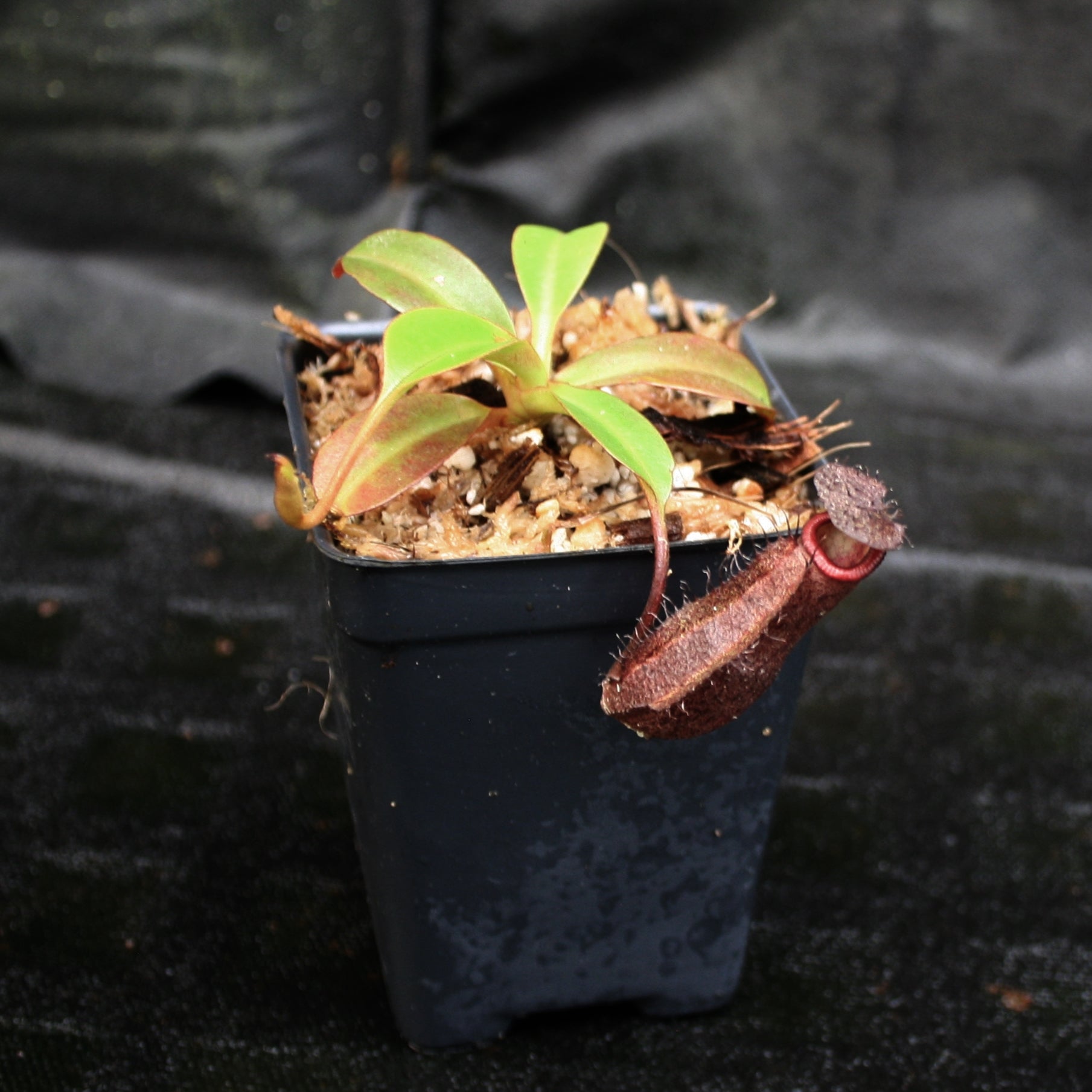 Nepenthes maxima x ramispina, BE-3740 – Carnivero