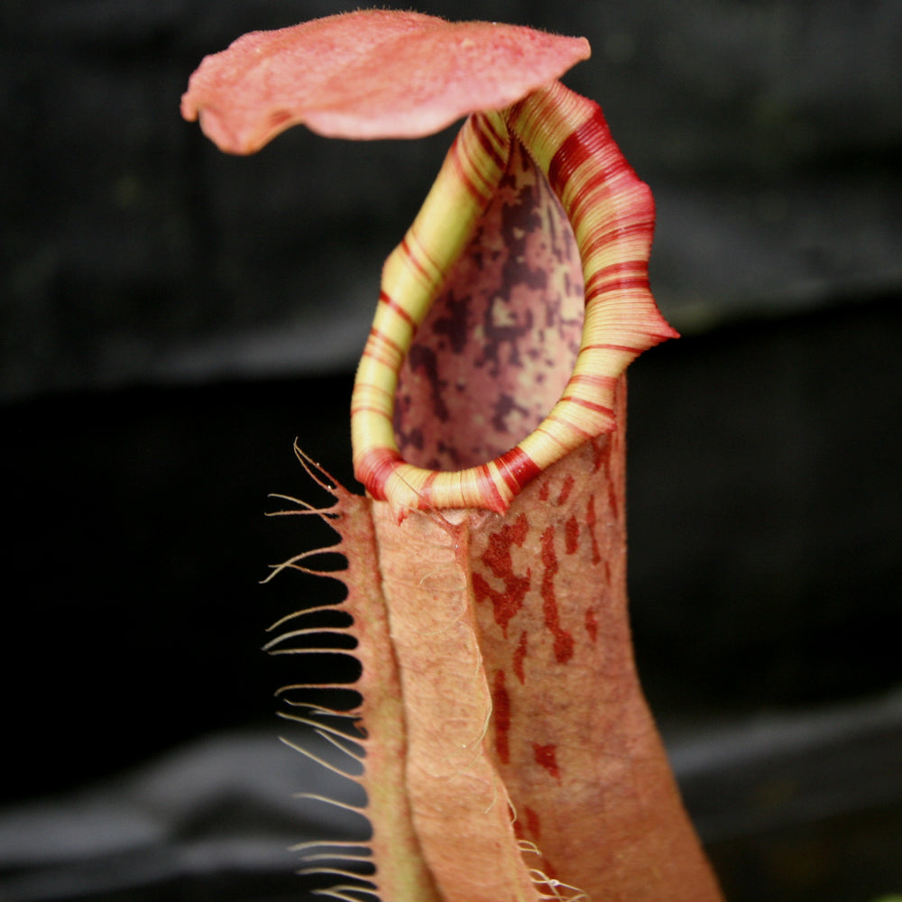 
                      
                        Nepenthes northiana Red x veitchii Bareo
                      
                    