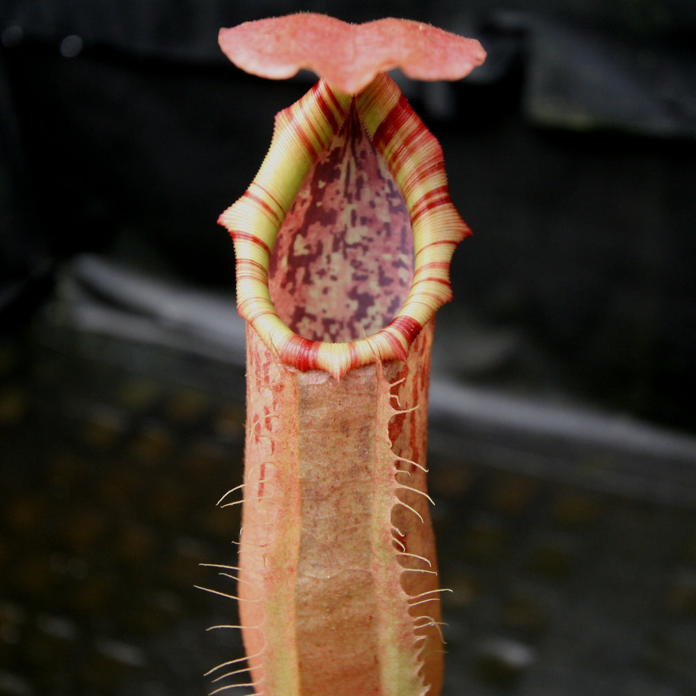 
                      
                        Nepenthes northiana Red x veitchii Bareo
                      
                    