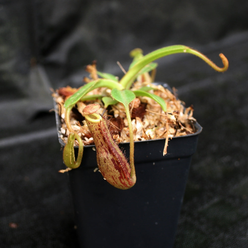 
                      
                        Nepenthes (veitchii x lowii) x platychila, BE-3920
                      
                    