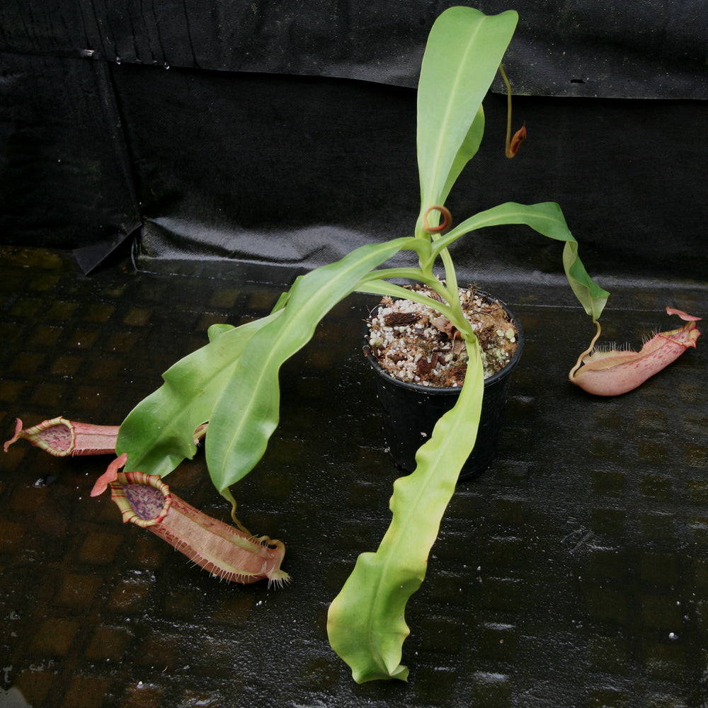 
                      
                        Nepenthes northiana Red x veitchii Bareo
                      
                    