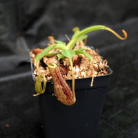 Nepenthes (veitchii x lowii) x platychila, BE-3920
