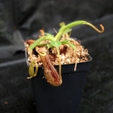 Nepenthes (veitchii x lowii) x platychila, BE-3920