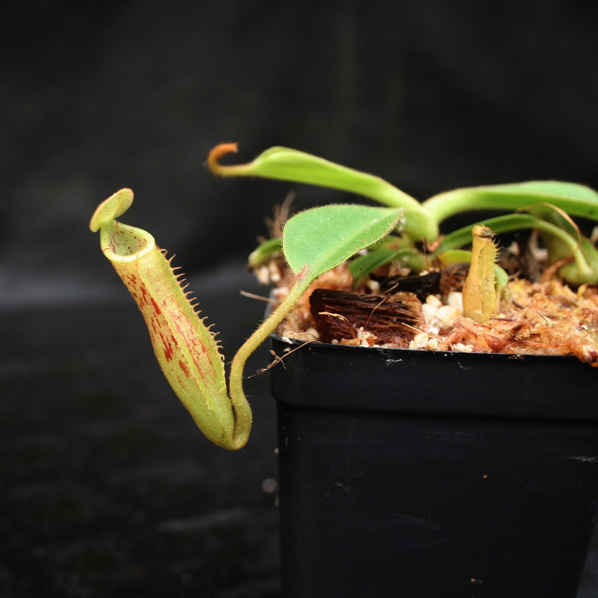 Nepenthes (veitchii x lowii) x platychila, BE-3920 – Carnivero