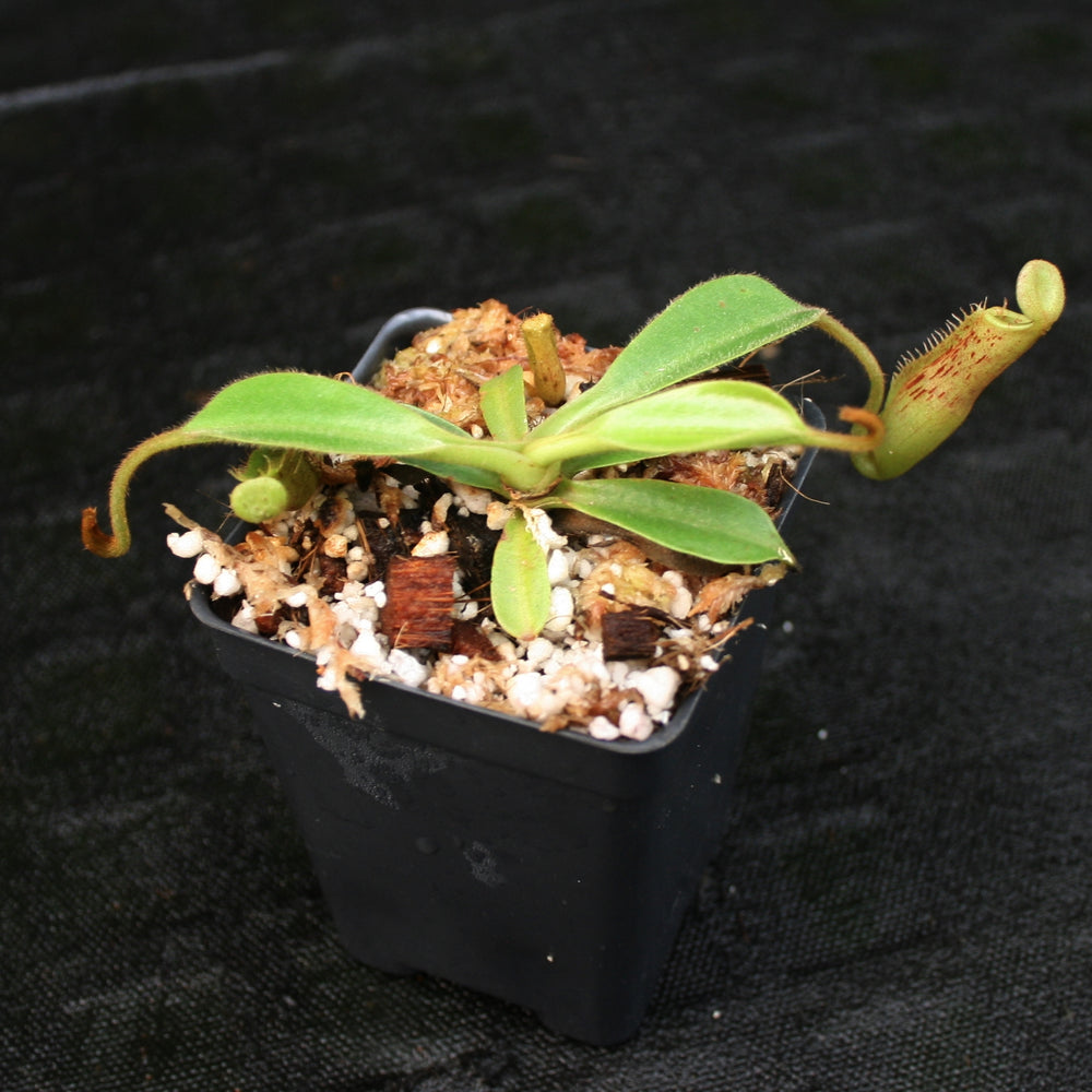 
                      
                        Nepenthes (veitchii x lowii) x platychila, BE-3920
                      
                    
