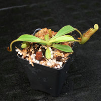 Nepenthes (veitchii x lowii) x platychila, BE-3920