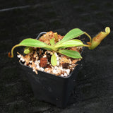 Nepenthes (veitchii x lowii) x platychila, BE-3920