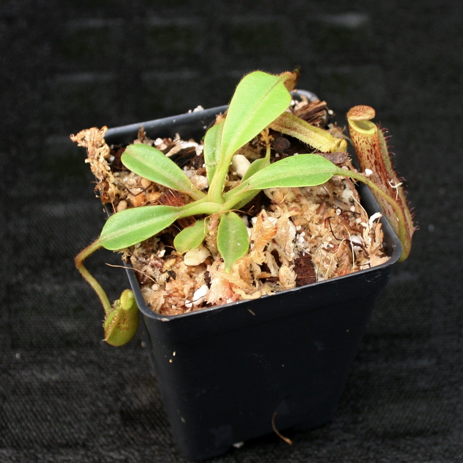 Nepenthes (veitchii x lowii) x platychila, BE-3920 – Carnivero