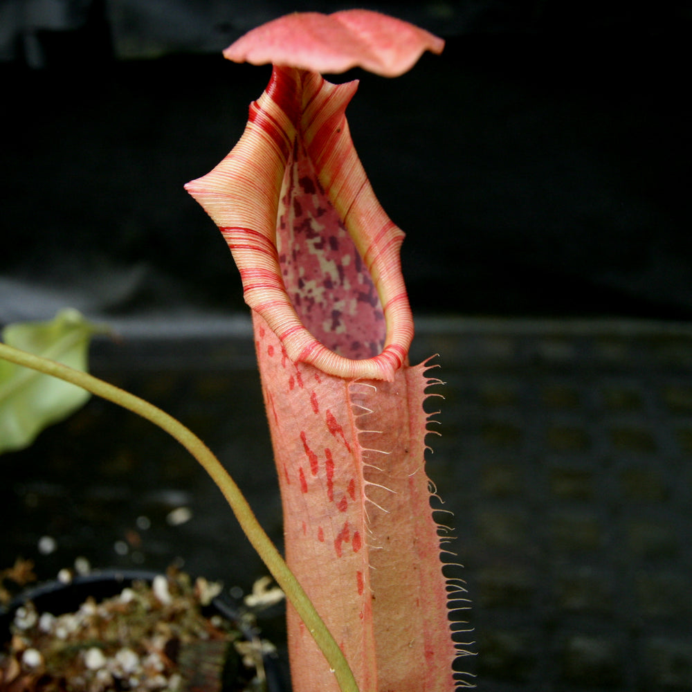 
                      
                        Nepenthes northiana Red x veitchii Bareo
                      
                    