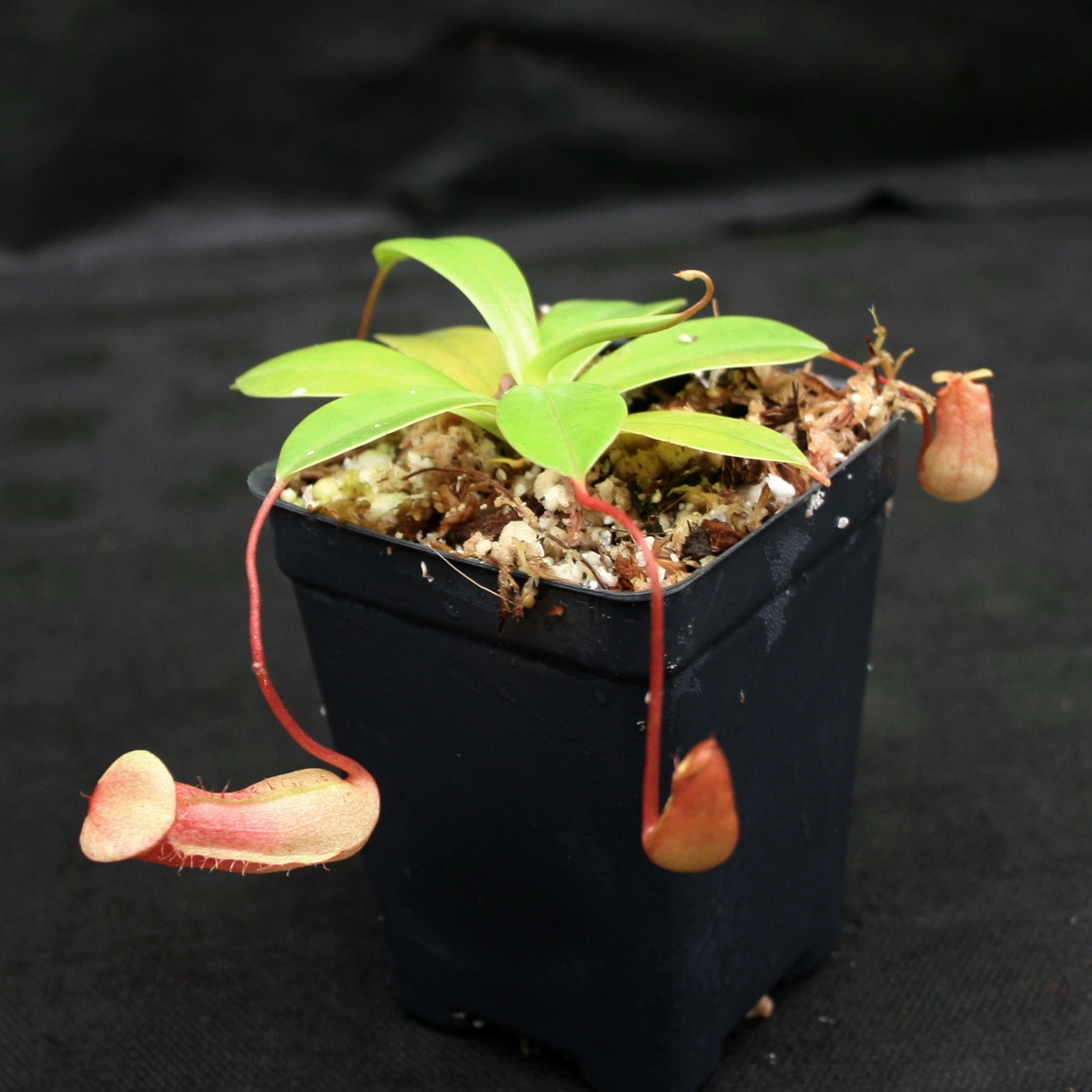Nepenthes ventricosa x sibuyanensis, BE-3757 – Carnivero