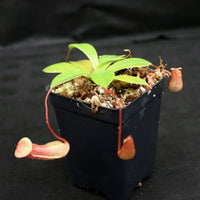 Nepenthes ventricosa x sibuyanensis, BE-3757, pitcher plant, carnivorous plant, collectors plant, large pitchers, rare plants