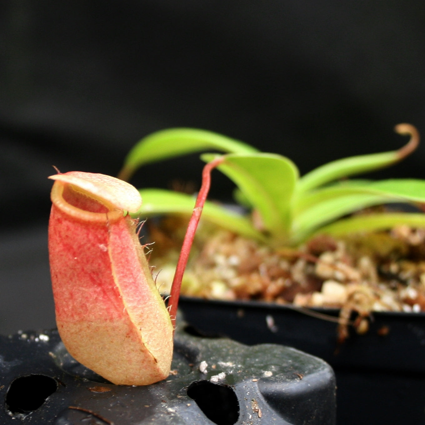anan 2012年5/2-9号 No.1805 Nepenthes ventricosa x sibuyanensis, BE-3757 – Carnivero