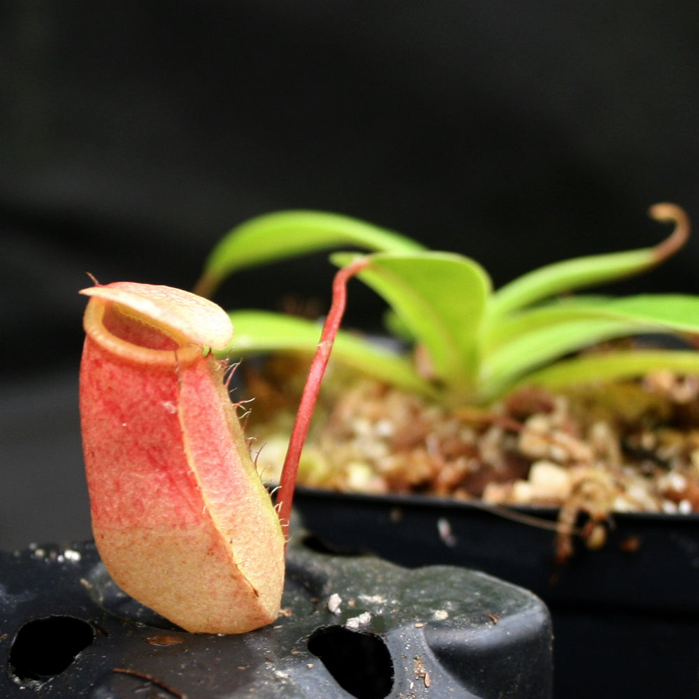 
                      
                        Nepenthes ventricosa x sibuyanensis, BE-3757, pitcher plant, carnivorous plant, collectors plant, large pitchers, rare plants
                      
                    