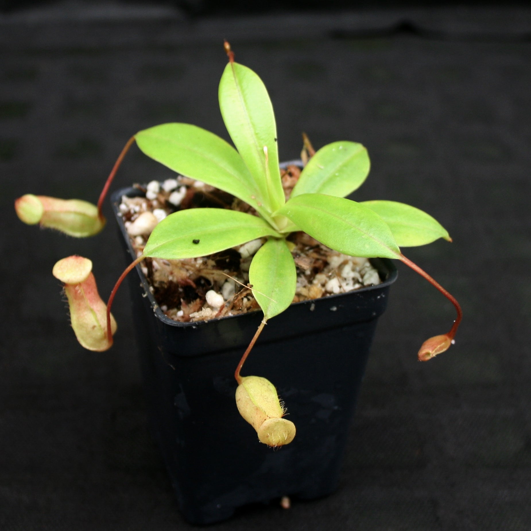 Nepenthes ventricosa x sibuyanensis, BE-3757 – Carnivero