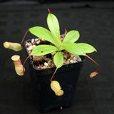 Nepenthes ventricosa x sibuyanensis, BE-3757