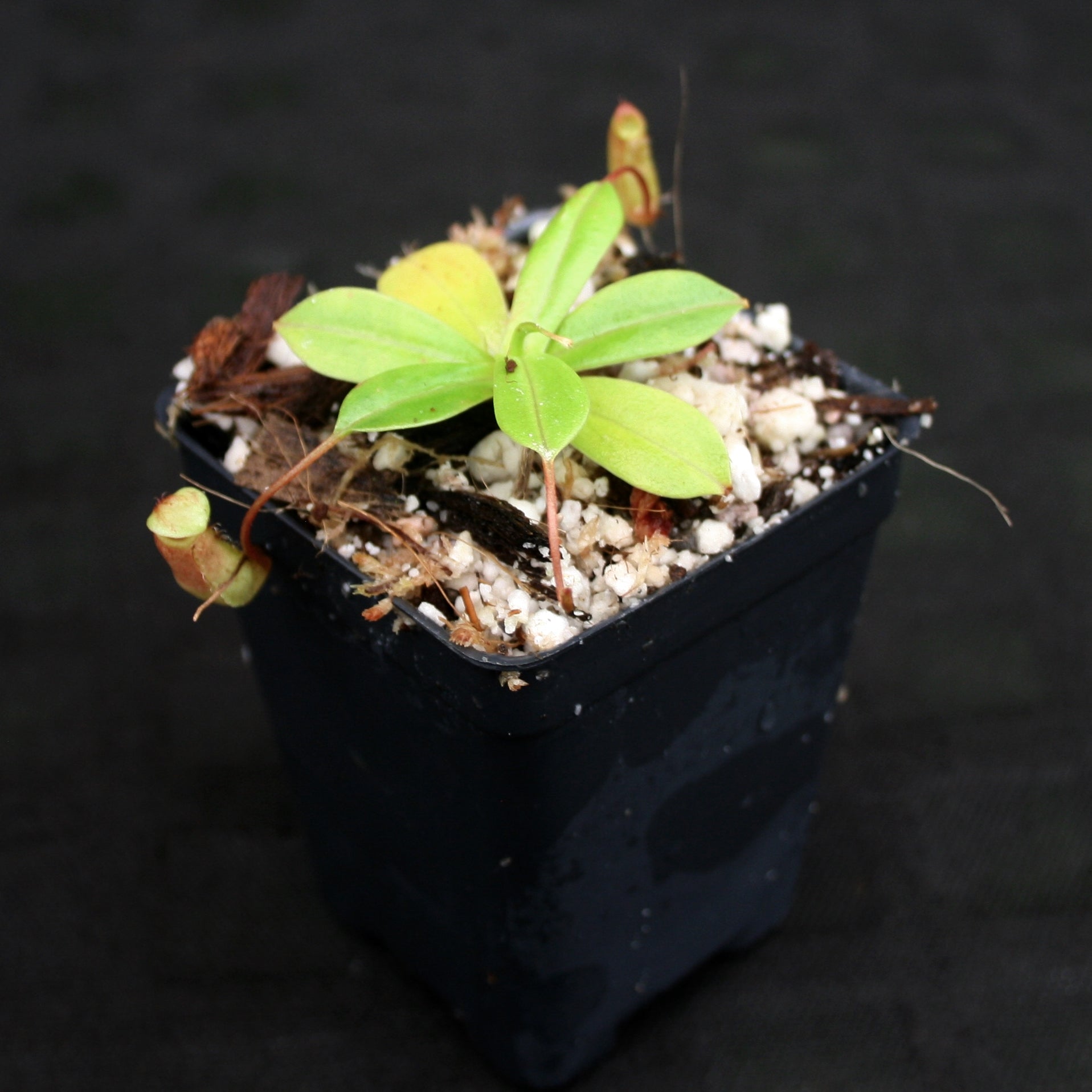 Nepenthes ventricosa x sibuyanensis, BE-3757 – Carnivero