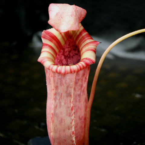 BE-4034 hybrid Nepenthes with a tall pink tubular pitcher and bright red striped peristome.