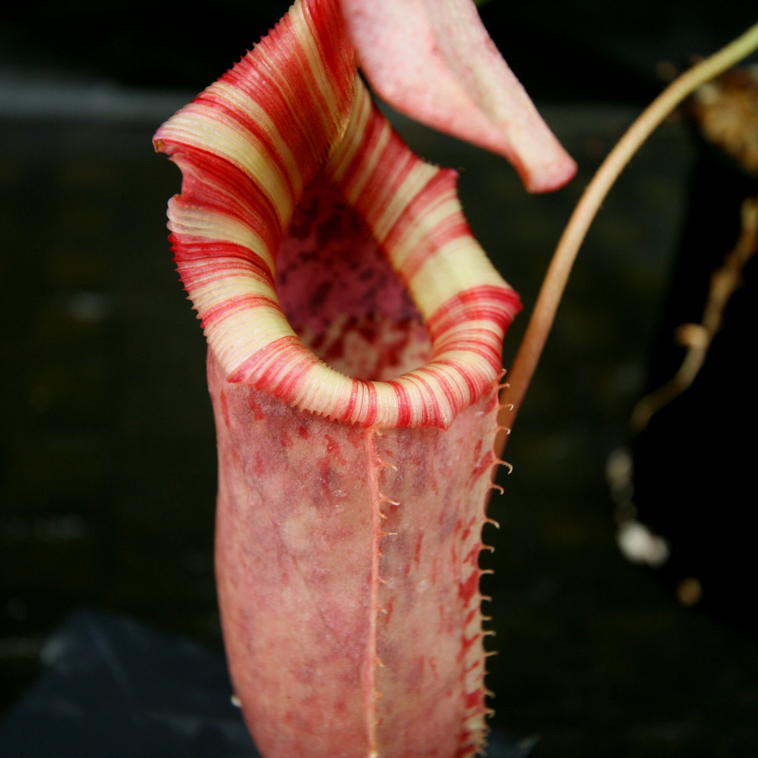 Nepenthes (ventricosa x sibuyanensis) x veitchii, BE-4034 – Carnivero