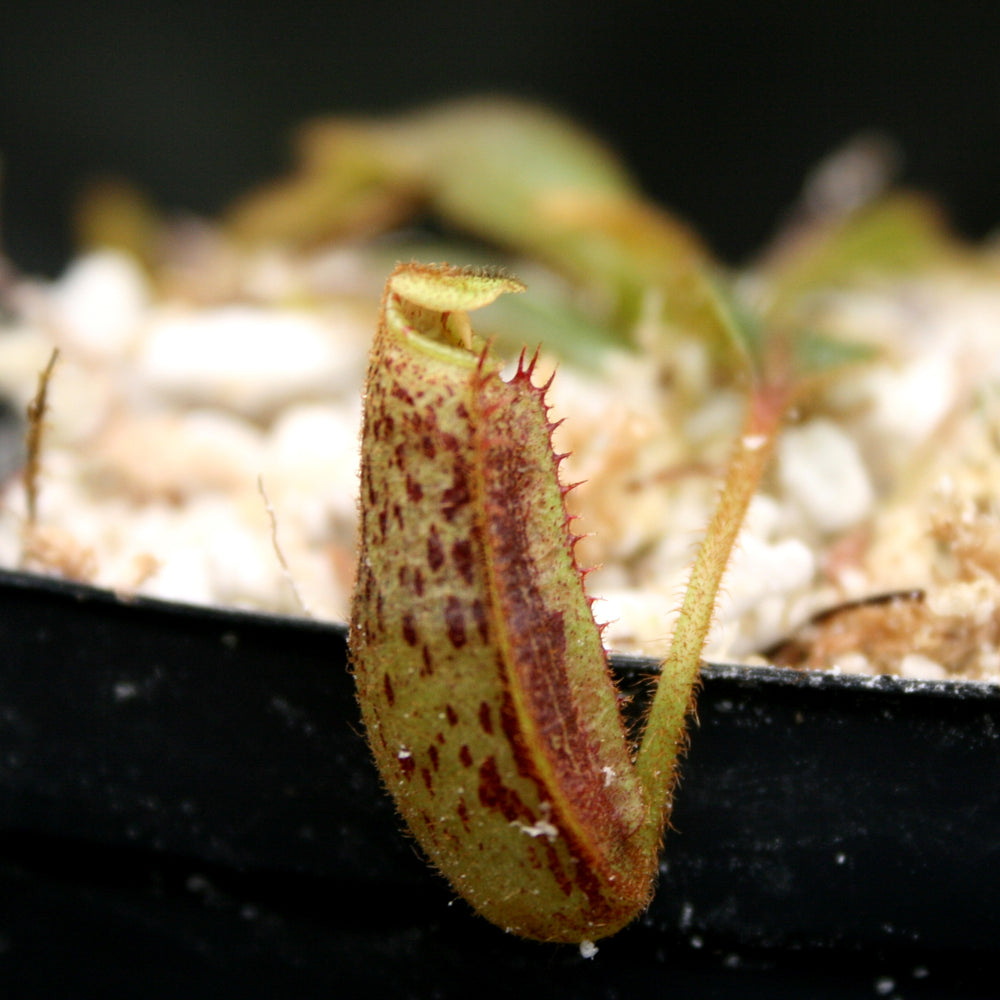 
                      
                        Nepenthes mollis (formerly Nepenthes hurrelliana)
                      
                    