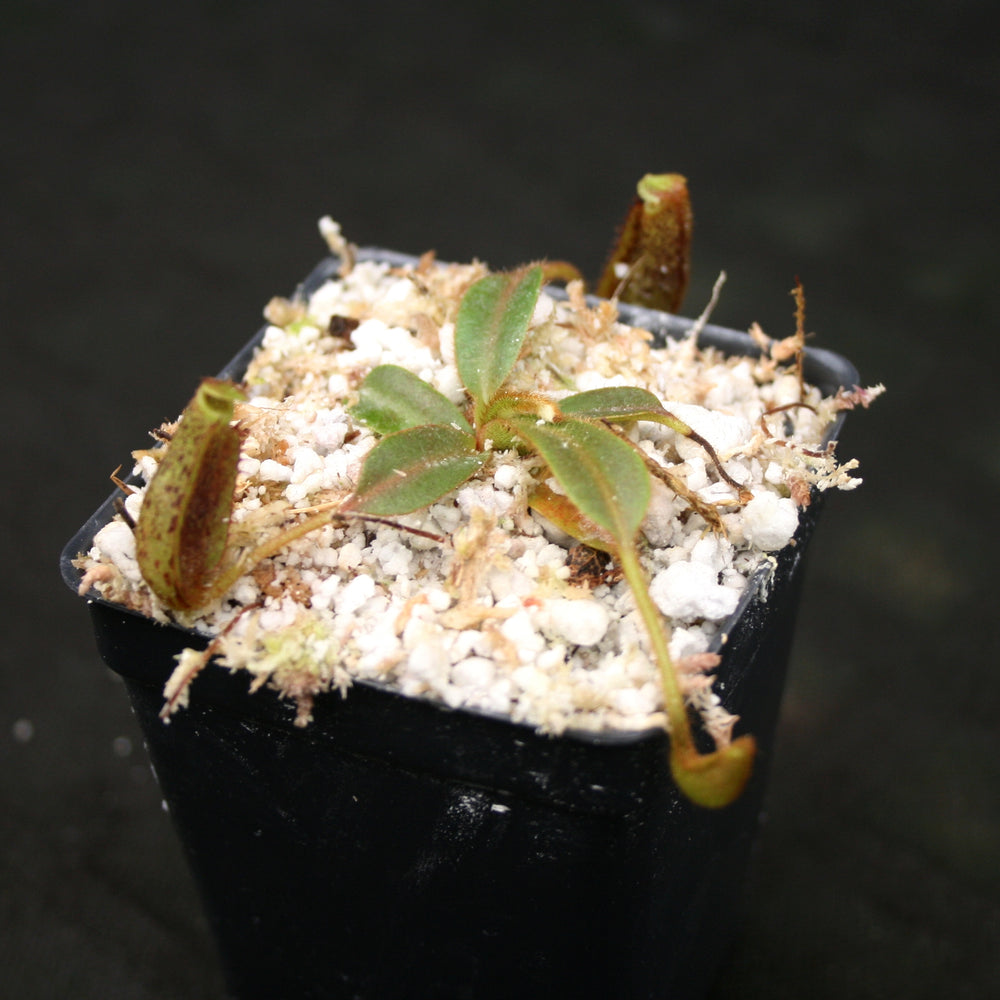 
                      
                        Nepenthes mollis (formerly Nepenthes hurrelliana)
                      
                    
