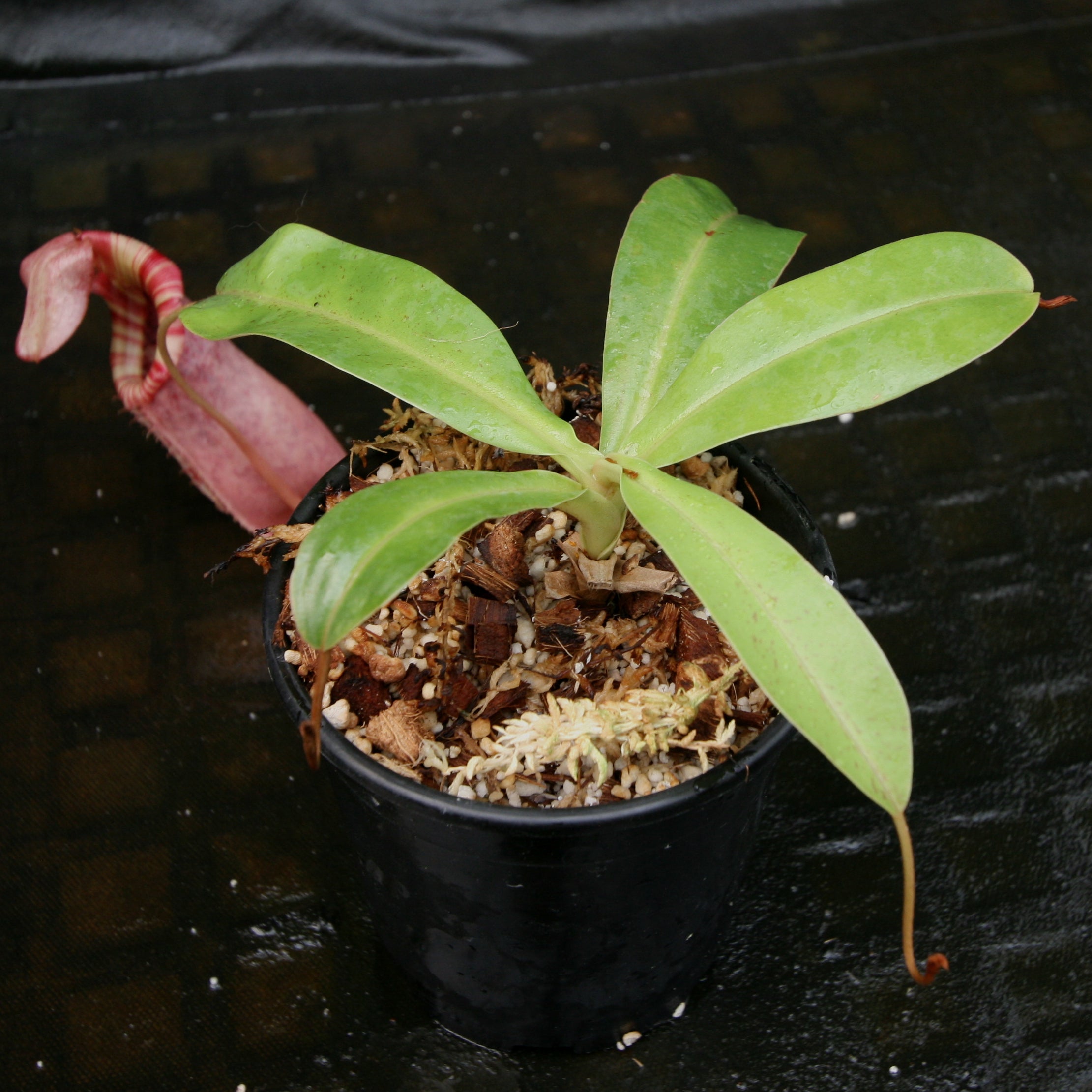 Nepenthes (ventricosa x sibuyanensis) x veitchii, BE-4034 – Carnivero