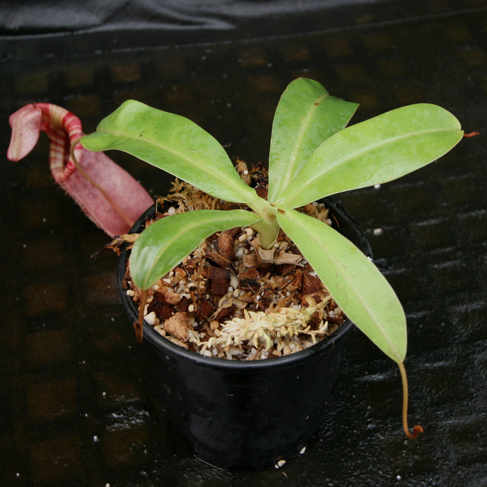 
                      
                        Nepenthes (ventricosa x sibuyanensis) x veitchii, BE-4034
                      
                    