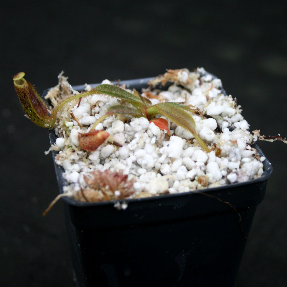 
                      
                        Nepenthes mollis (formerly Nepenthes hurrelliana)
                      
                    