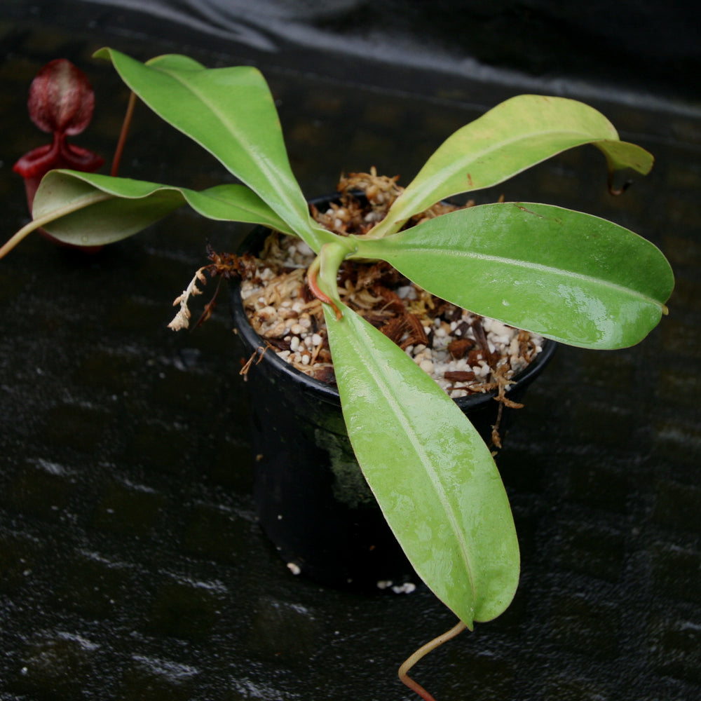 
                      
                        Nepenthes (ventricosa x sibuyanensis) x veitchii, BE-4034
                      
                    