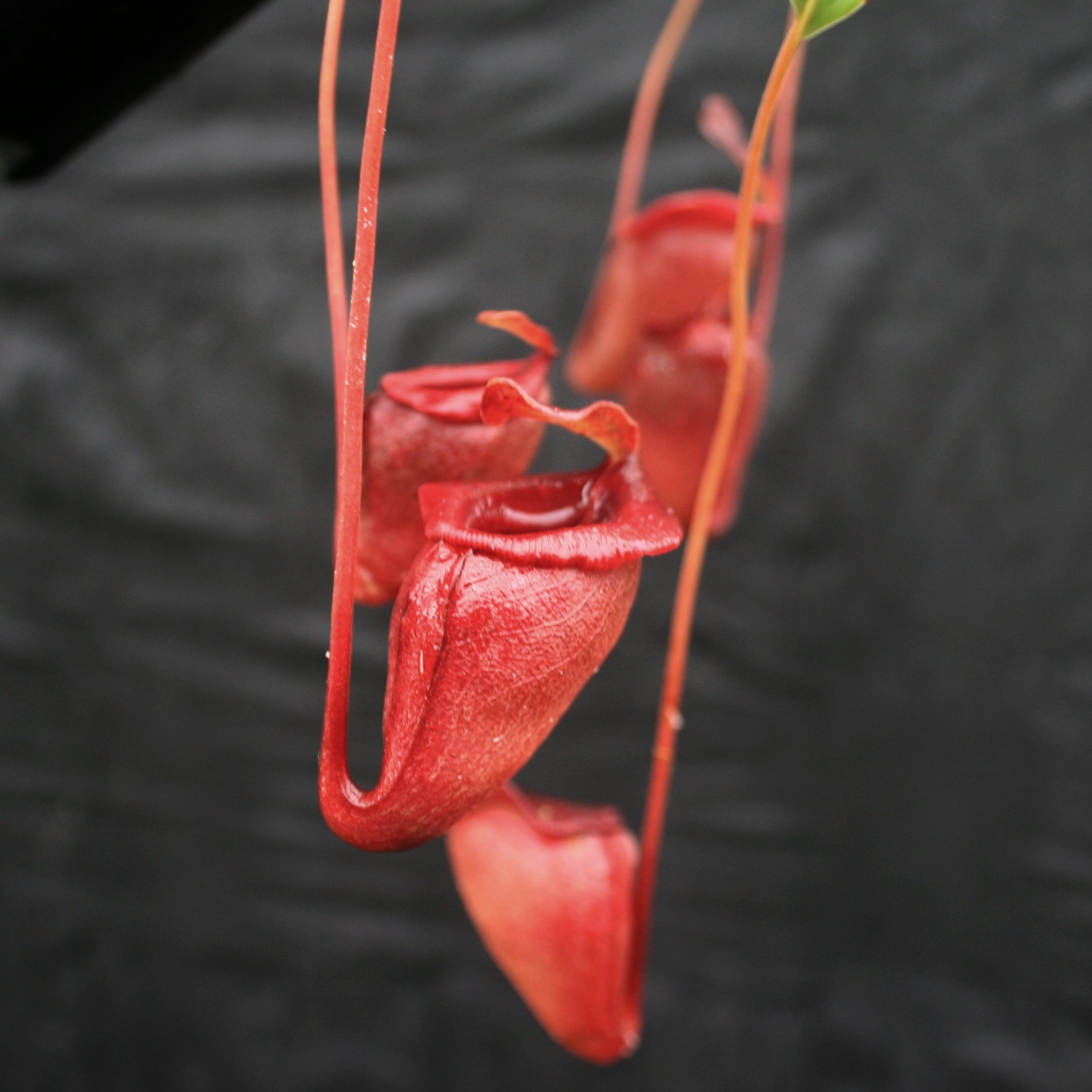 チャコッター Nepenthes jacquelineae – Carnivero