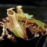 Nepenthes veitchii x ventricosa, BE-4500