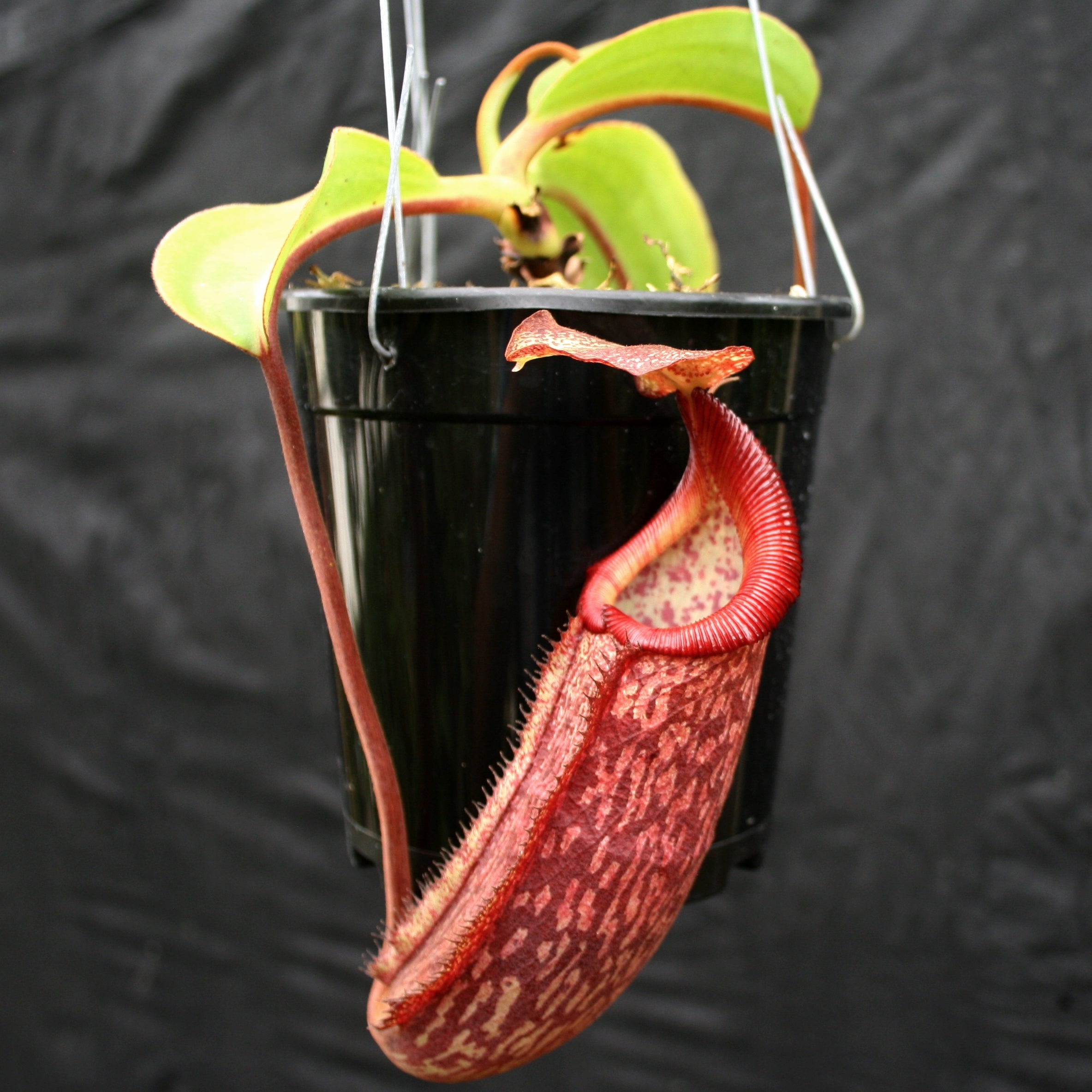 Nepenthes maxima x Trusmadiensis – Carnivero