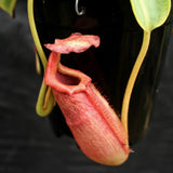 Nepenthes maxima x Trusmadiensis